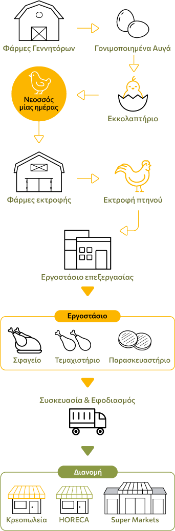 Φάρμες Γεννητόρων, Γονιμοποιημένα Αυγά, Εκκολαπτήριο, Φάρμες εκτροφής, Εργοστάσιο επεξεργασίας, Σφαγείο, Τεμαχιστήριο, Παρασκευαστήριο, Συσκευασία & Eφοδιασμός, Διανομή